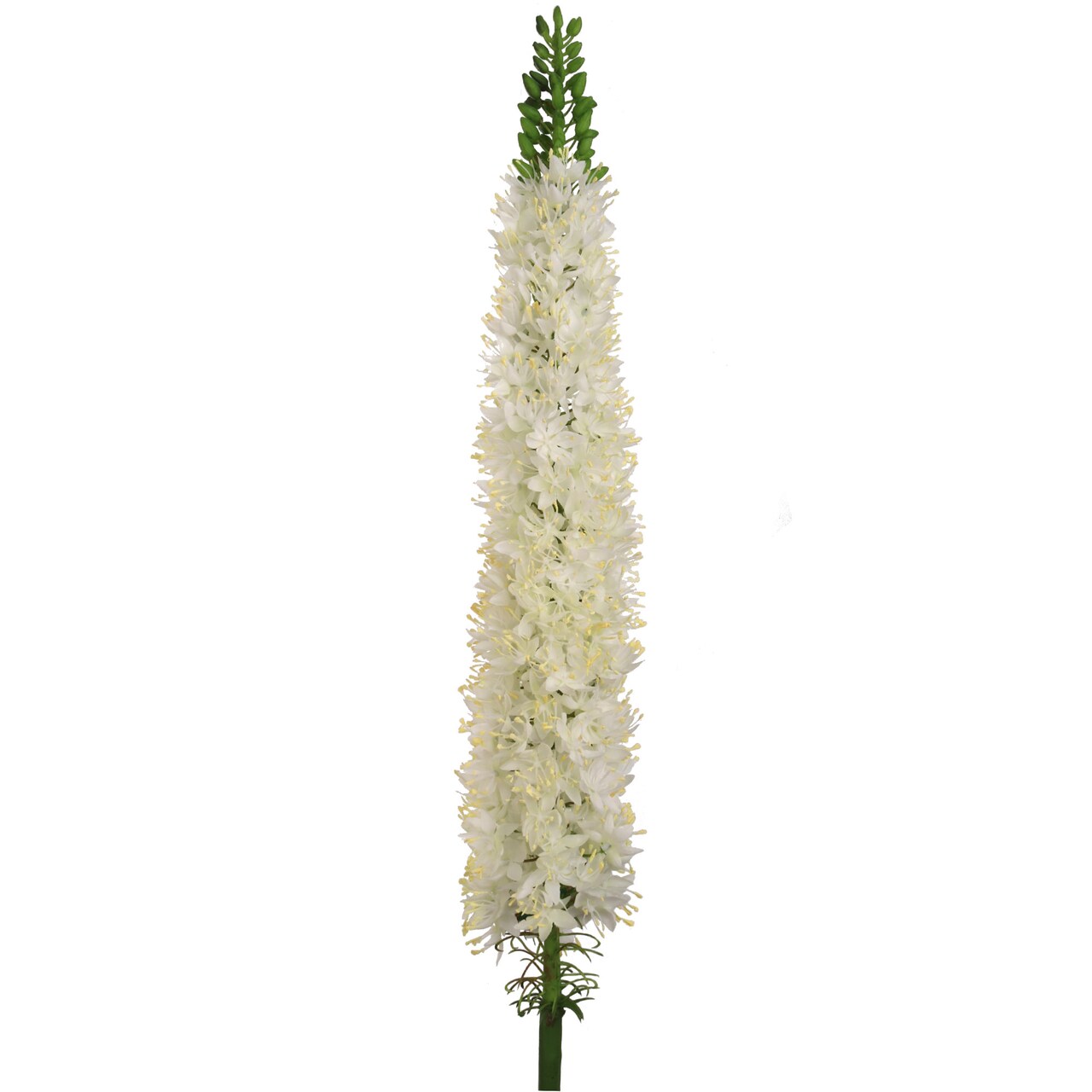Set of 2 Cream Silk Foxtail Sprays 47" for Floral Arrangements, Centerpieces, and Home Decor - Lifelike Artificial Foliage by Floral Home by Artificial Flowers